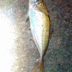 今日もアジさん！